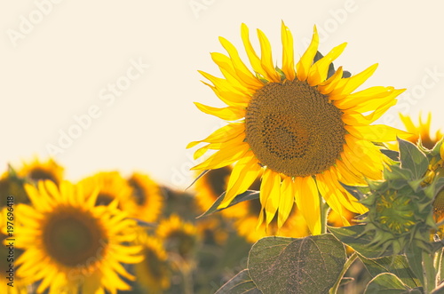 Bright Yellow Sunflowers