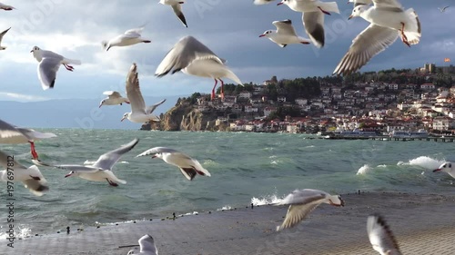 Seagulls flying over shore of Ohrid Lake, Macedonia