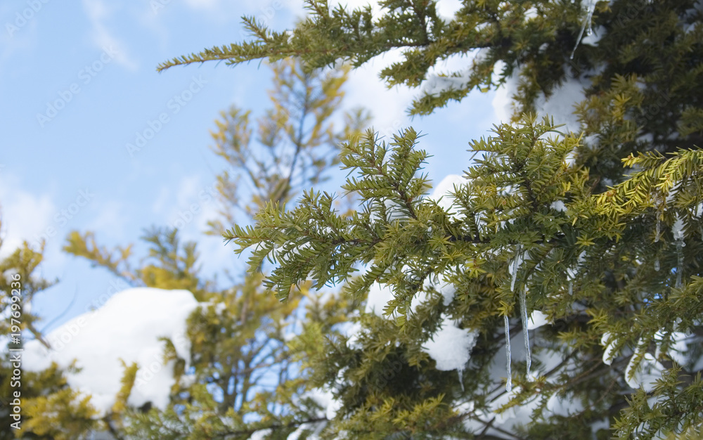 Obraz premium 冬 木 雪 空 素材