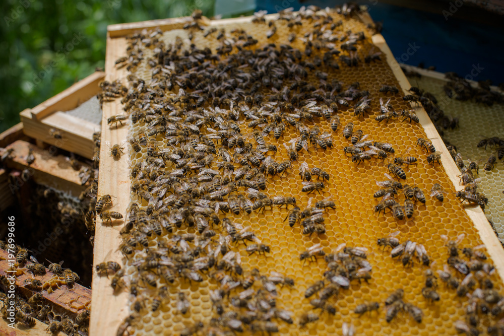 Many bees are on the frame. Honey frame. Frame with honey and sealed brood. Many bees are on the frame. Honey frame. Frame with honey and sealed brood.