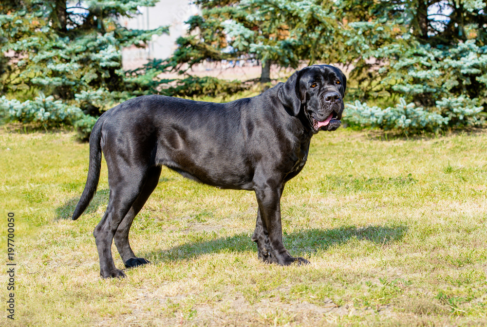 Cane Corso undocked. The Cane Corso without Tail Docking and Ear Cropping  stands on the green grass in the park. – Stock-Foto | Adobe Stock