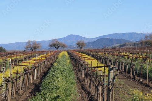 Riverfront Regional Park - Located along the Russian River, Riverfront Regional Park is just minutes from downtown Windsor and Healdsburg and surrounded by classic Wine Country scenery. Spring. 