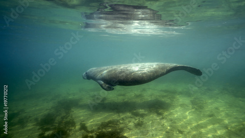 Crystal River in Florida has fresh water springs were water temperature stays constant 25 centigrade throughout the year, critical for Manatees who need warm water to survive the winter. photo