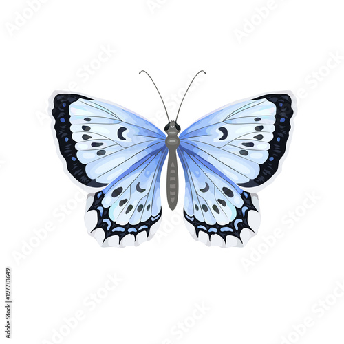 Colorful realistic butterfly isolated on white background. Top view.