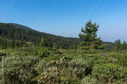 Landscape of Begovitsa River Valley, Pirin Mountain, Bulgaria