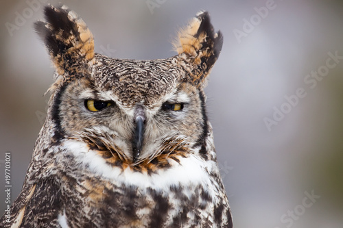 Great horned owl staring at camera