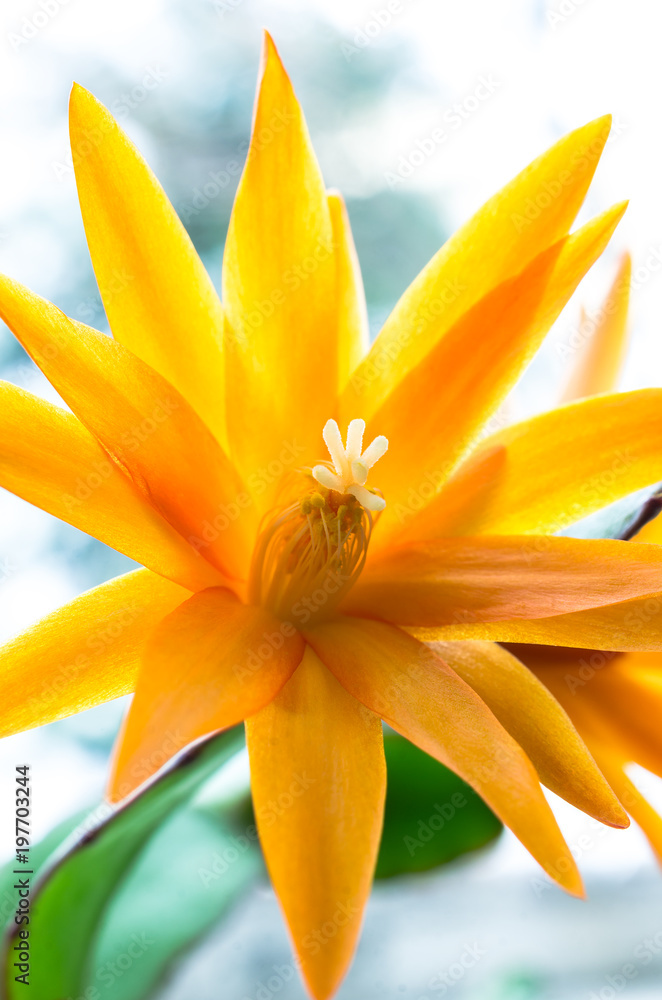 Obraz premium Flower of Easter cactus