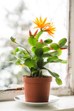 Easter cactus plant