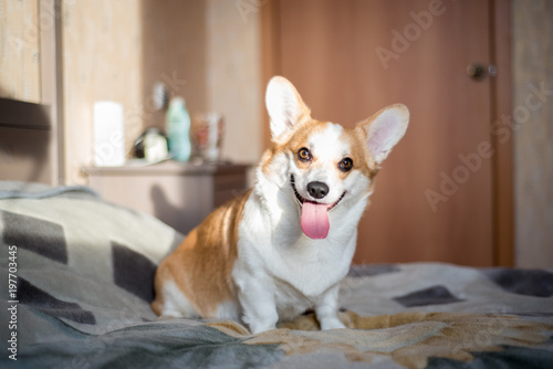 Corgi puppy on the bed.