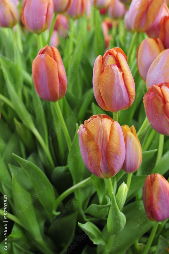 Fototapeta premium Tulipan