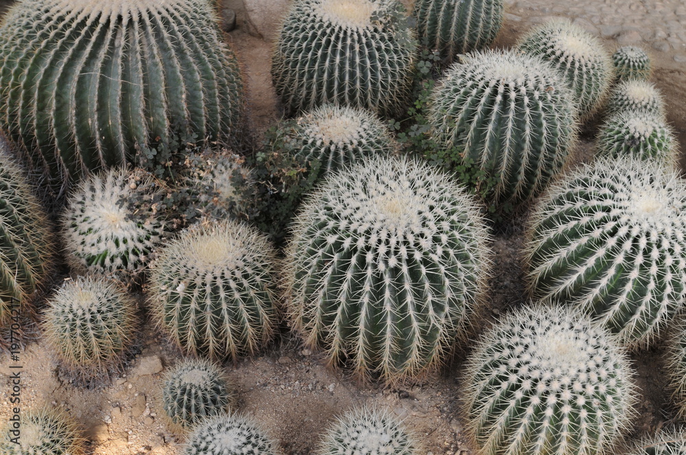 The cactus The cactus