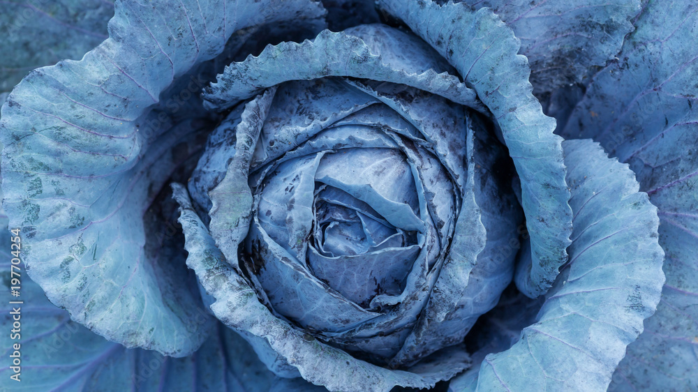 Obraz premium Close up of purple cabbage in a vegetable garden.