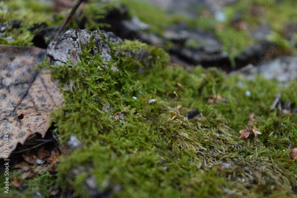 Moss forest Moss forest
