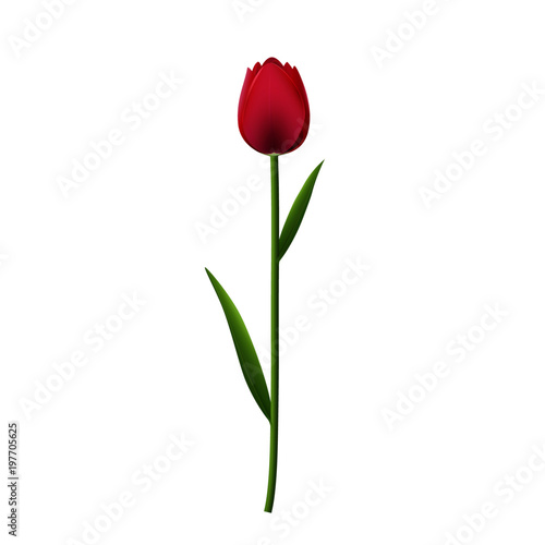Lonely lovely Tulip in crimson tones