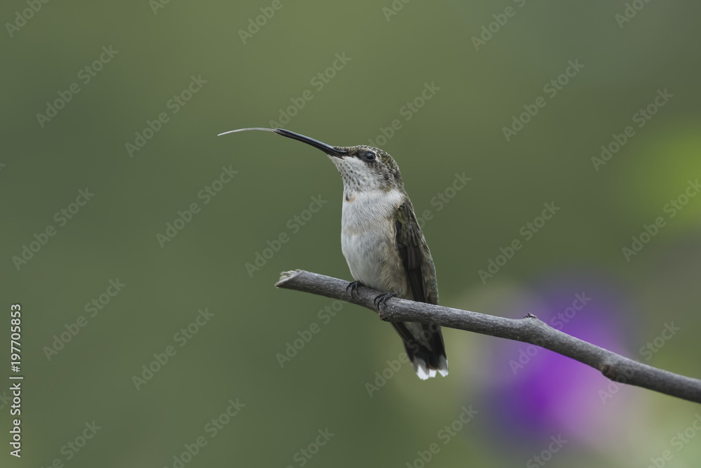 Fototapeta premium A Happy Perch