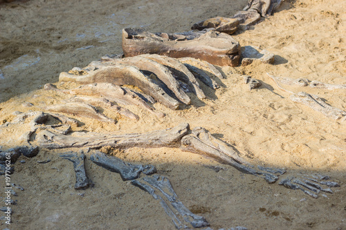 Dinosaur fossil simulator excavation in sand for education and learning   © piyaphunjun