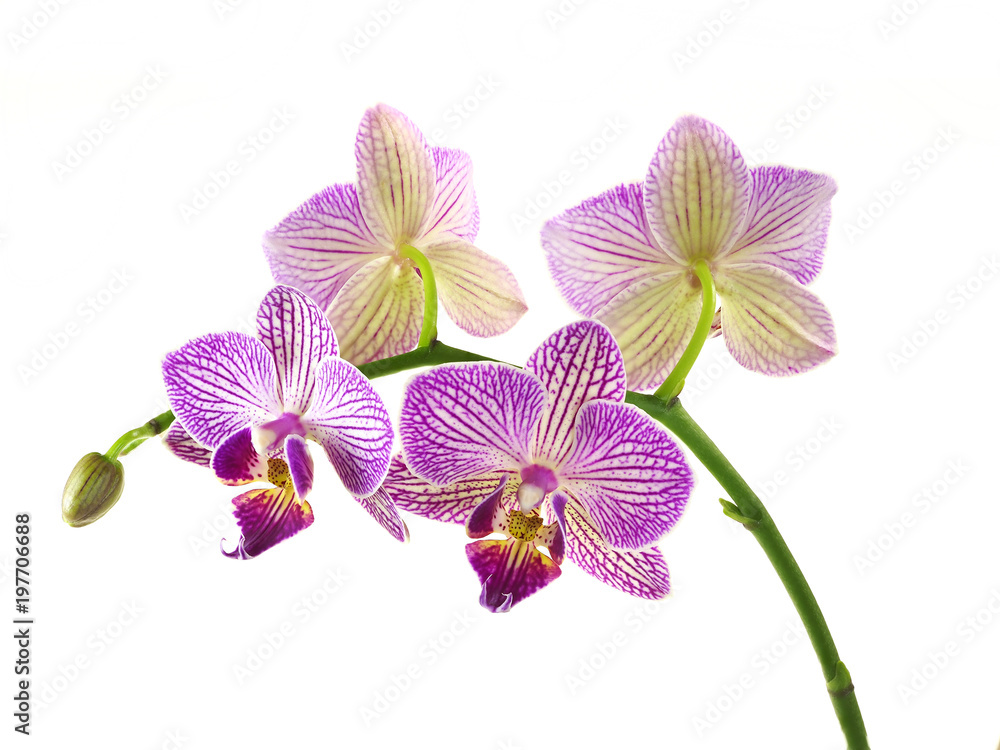 Obraz premium Closeup Focus Stacked Image of Purple and White Orchids Isolated on White