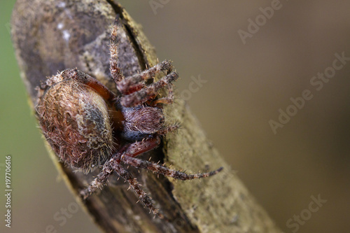 Image of Araneus hamiltoni spider(Hamilton's Orb Weaver) on dry branches. Insect Animal