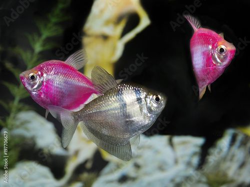 Two Pink Glow Fish and Black Widow Tetra in an Aquarium photo