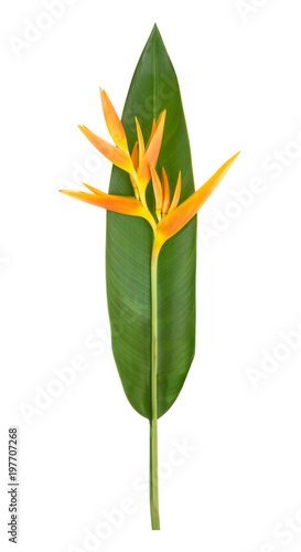 Bird of Paradise flower isolated on a white background with clipping path