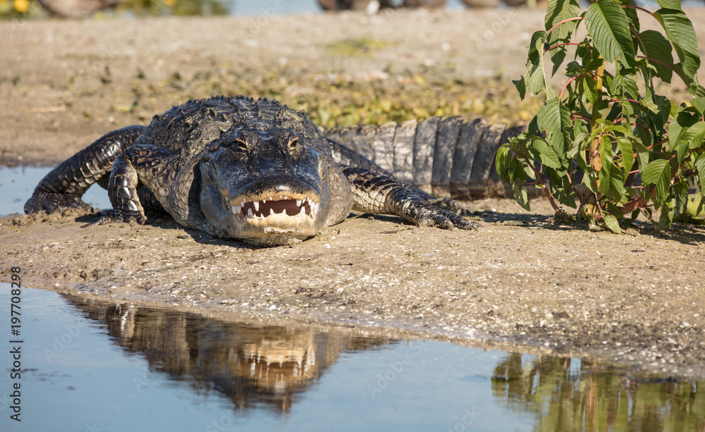 Obraz premium massive alligator smiles with teeth while reflecting in the water