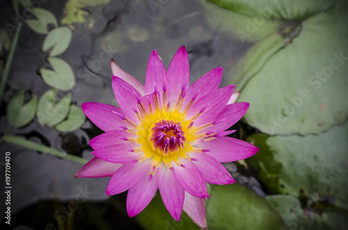 Natural beautiful purple lotus flowers