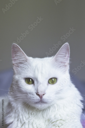 Retrato de um gato branco