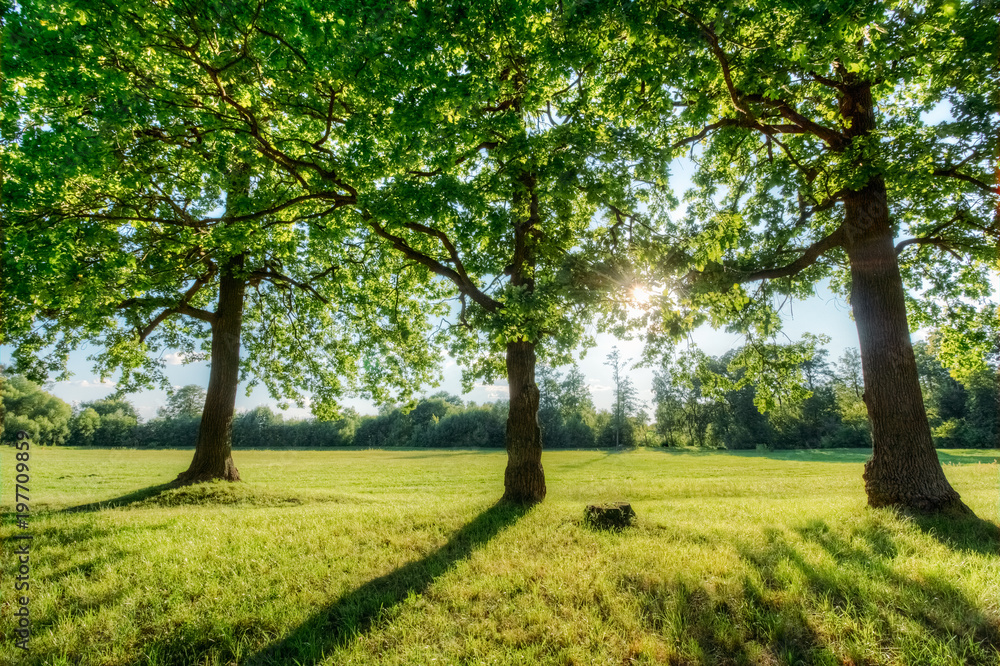 Picturesque sunset with oaks and sun. Summer Picturesque sunset with oaks and sun. Summer