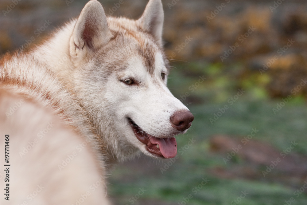 Profile portrait of young and smiley Siberian Husky dog looking into the distance on grass and rocks background on the seashore
