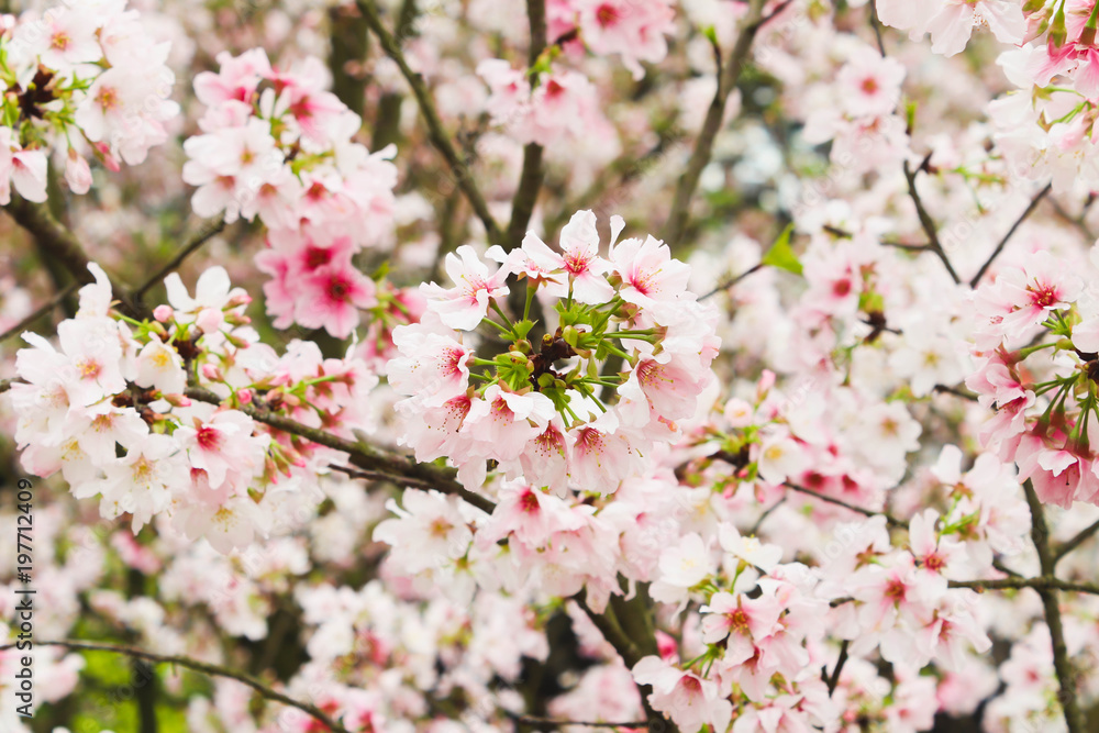 Fresh Group Branch of Blossom pink sakura tree in the garden Fresh Group Branch of Blossom pink sakura tree in the garden