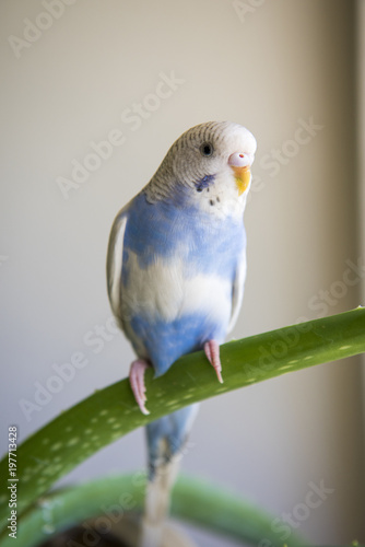 Baby Parakeet