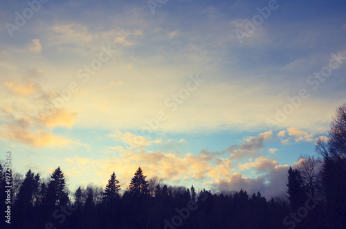 Blue sky background with beautiful bright clouds.Trees in forest.Winter scenery.Treetops.