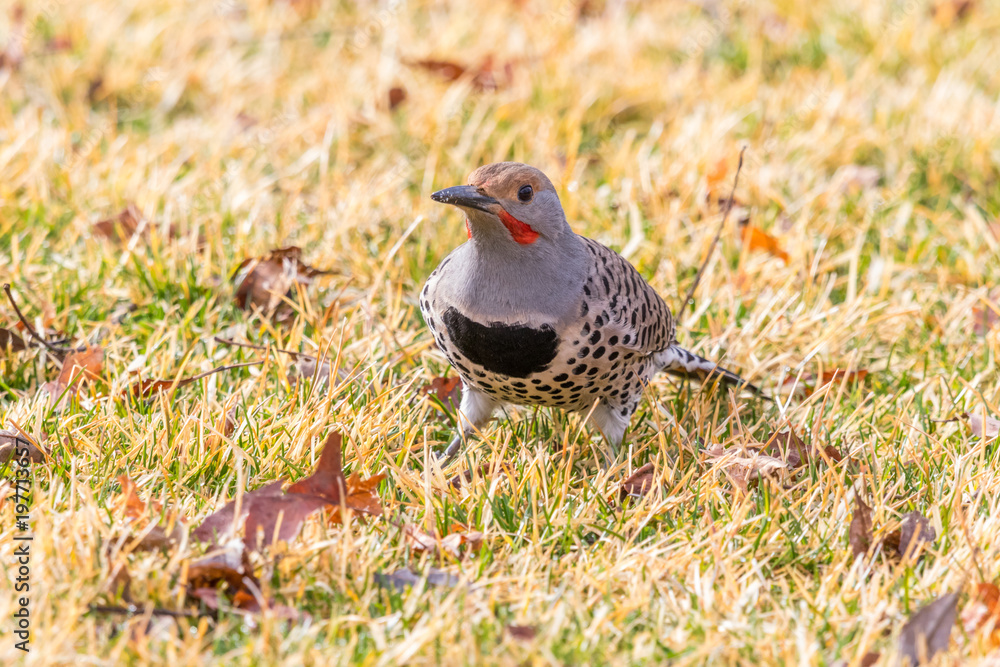 Obraz premium Northern Flicker (Male) #1