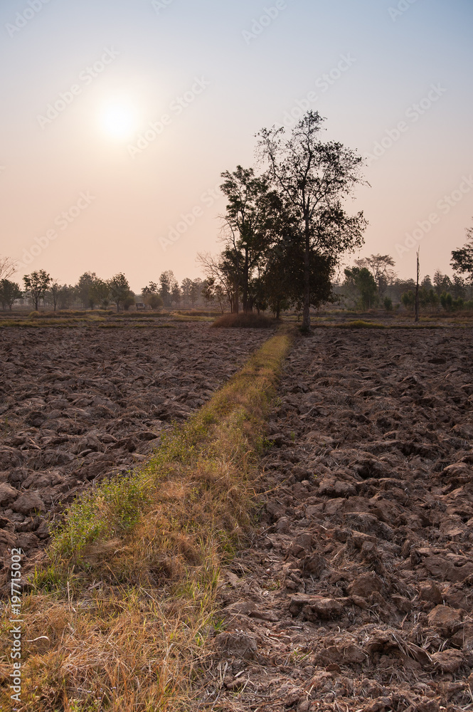 Rice field burning Asia. Burning of rice stalks after harvest causing