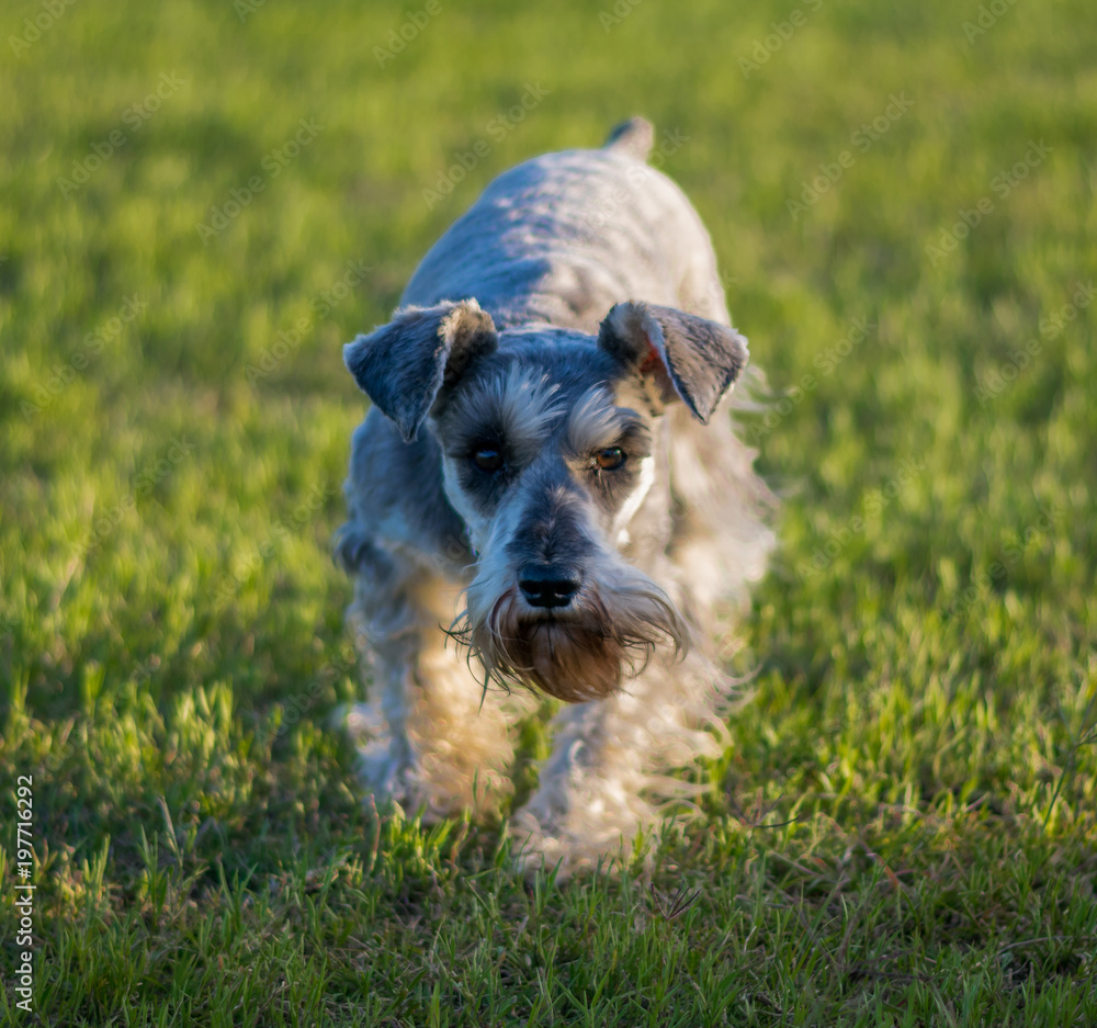 beautiful poses of schnauzer dog beautiful poses of schnauzer dog