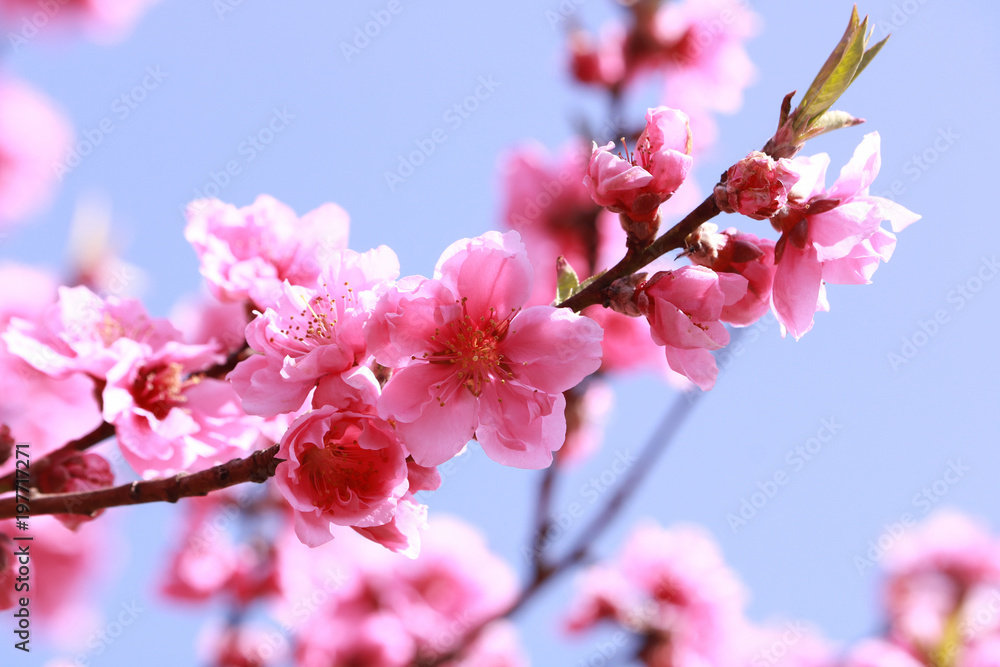 Fototapeta premium 満開の桃の花