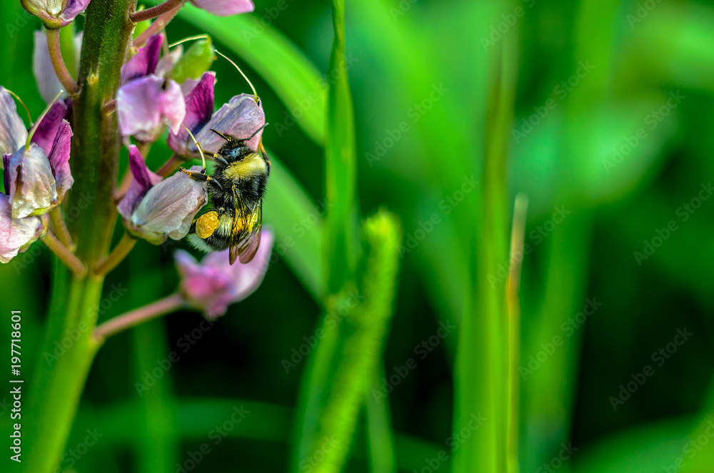 Fototapeta premium Bumble Bee collecting pollen at purple wild flower.
