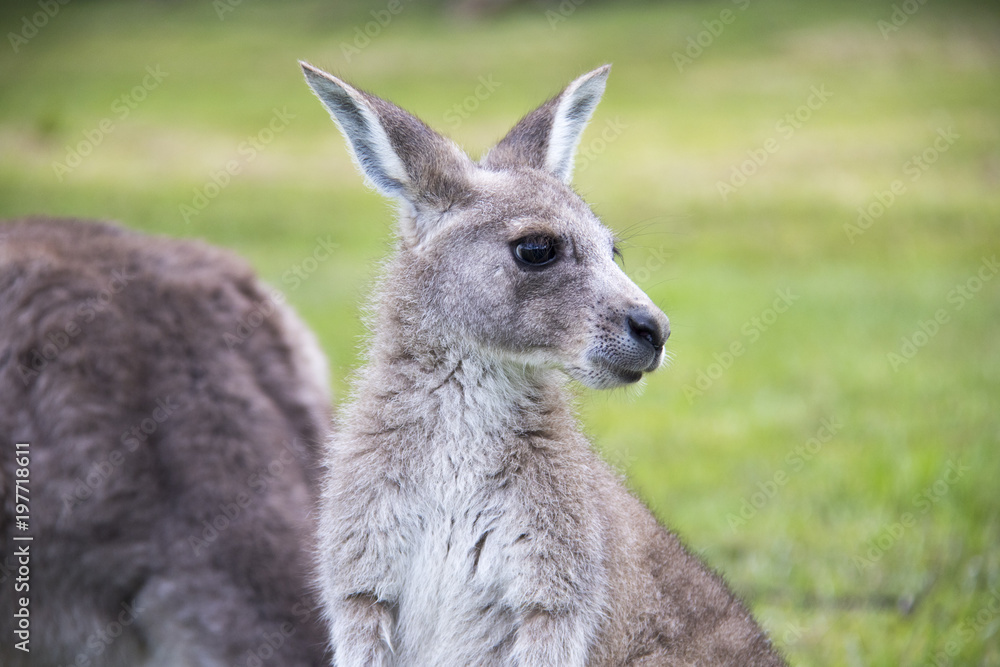 Halls Gap Kangaroos 1