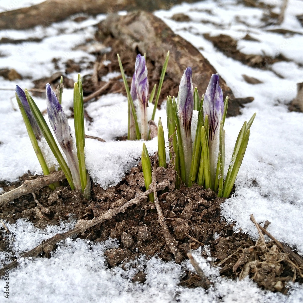 First spring flowers under the snow First spring flowers under the snow
