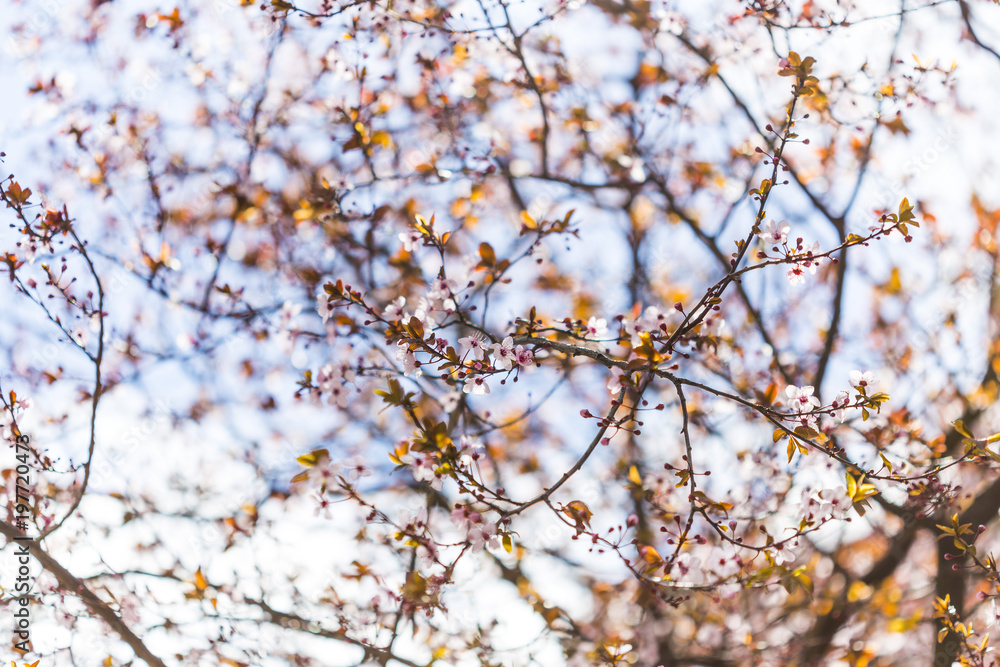 Many flowers blossoming on tree branches on a springtime season landscape Many flowers blossoming on tree branches on a springtime season landscape