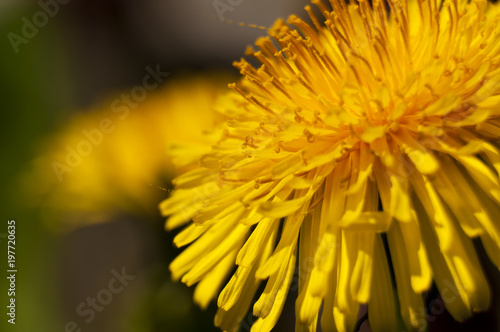 Dandelion