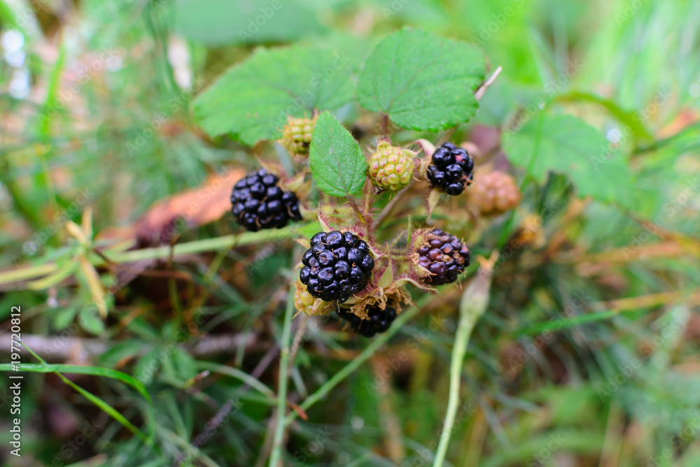 Fototapeta premium Wild blackberry fruit natural environment in the forest