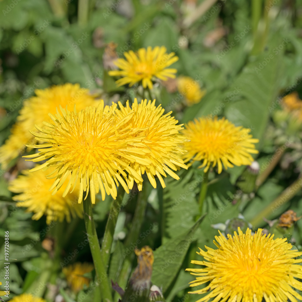 Blühender Löwenzahn, Taraxacum Blühender Löwenzahn, Taraxacum