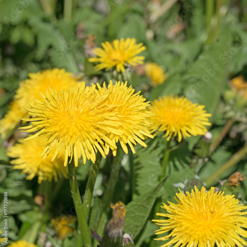 Fototapeta Naklejka Na Ścianę i Meble -  Blühender Löwenzahn, Taraxacum