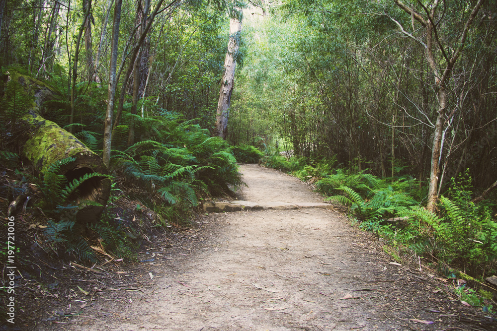 Fototapeta premium Silverband Waterfall 4