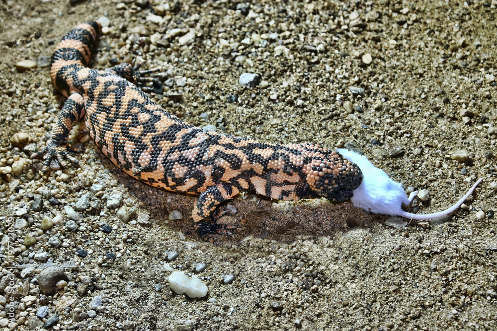 Gila Monster, Heloderma s.suspectum, eats a mouse Gila Monster, Heloderma s.suspectum, eats a mouse