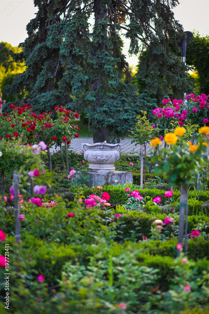 Ceramic flower pot surrounded by roses plants at Park of Roses, Timisoara, Timis County, Romania Ceramic flower pot surrounded by roses plants at Park of Roses, Timisoara, Timis County, Romania