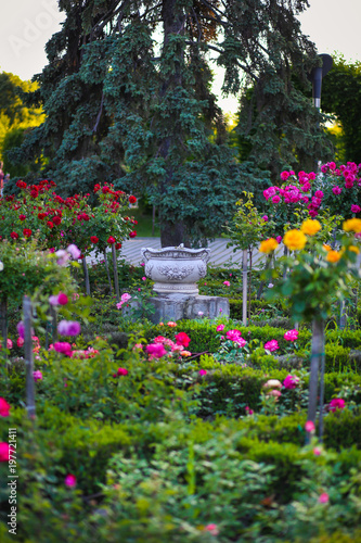 Ceramic flower pot surrounded by roses plants at Park of Roses, Timisoara, Timis County, Romania