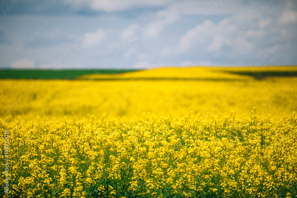 Field of bright yellow rapeseed in spring Field of bright yellow rapeseed in spring