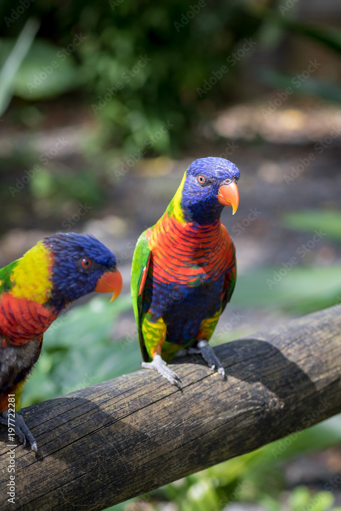 Bright and colorful lorikeet (Lorinae) sitting on a wooden pole
